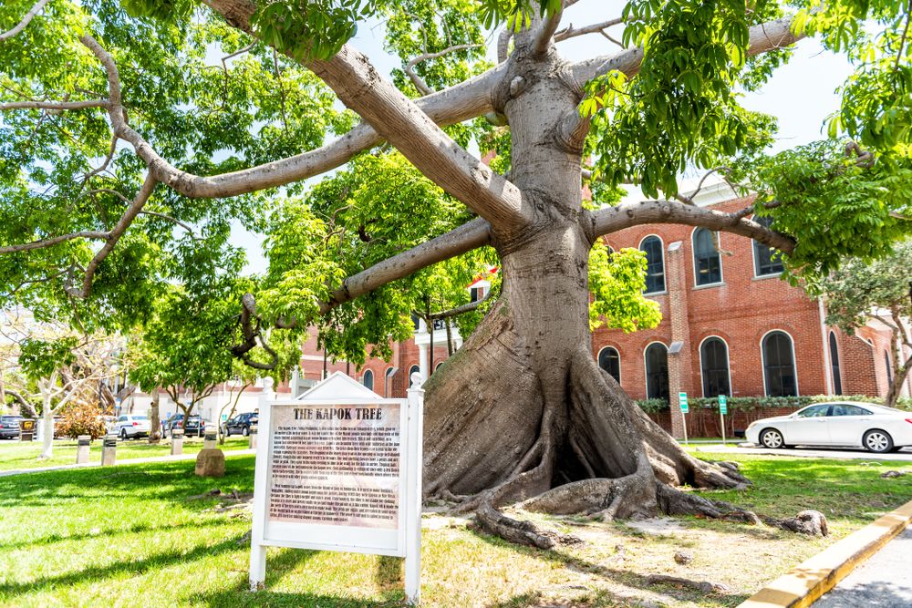 Daytime view of the Kapok Tree