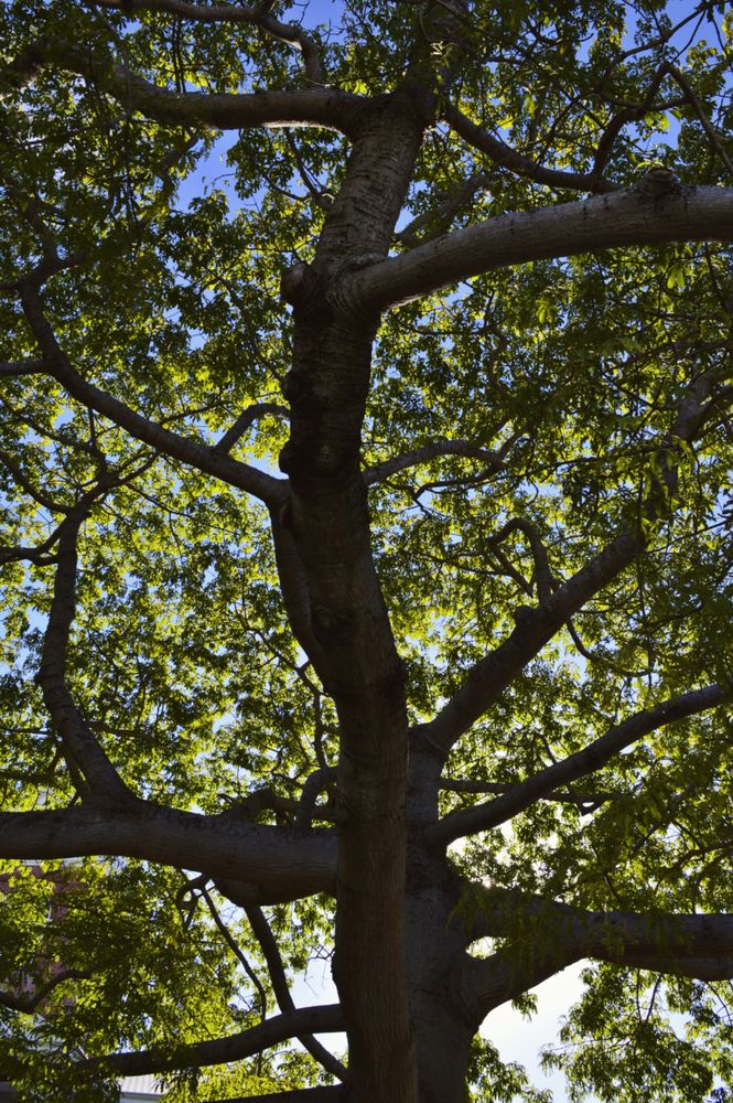 View of the Kapok Tree branches