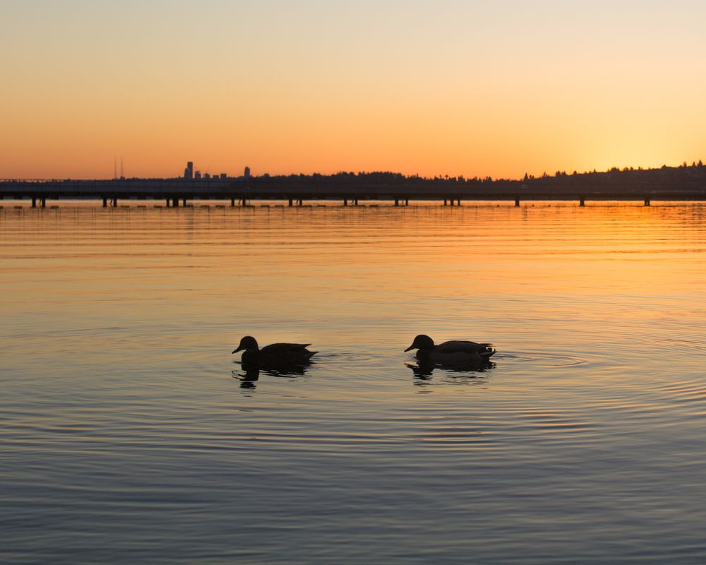 Ducks on the water of Juanita Beach Park