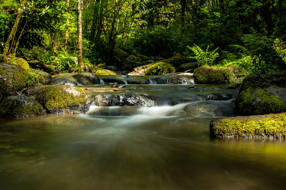 A creek at O.O. Denny Park