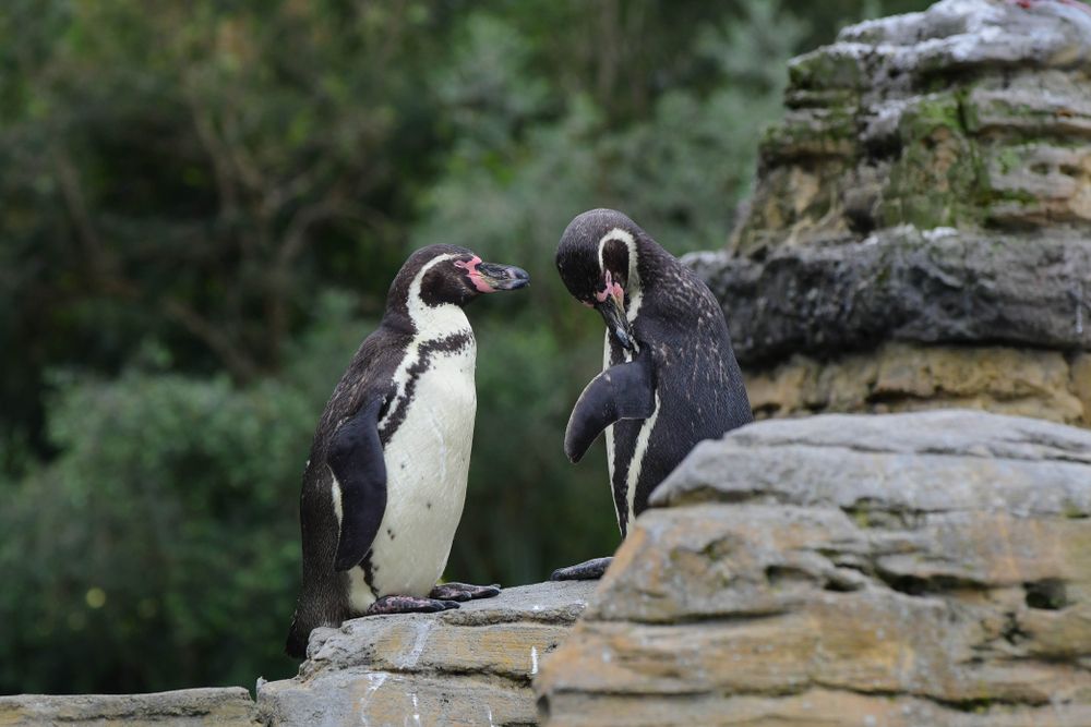 Penguins at Woodland Park Zoo