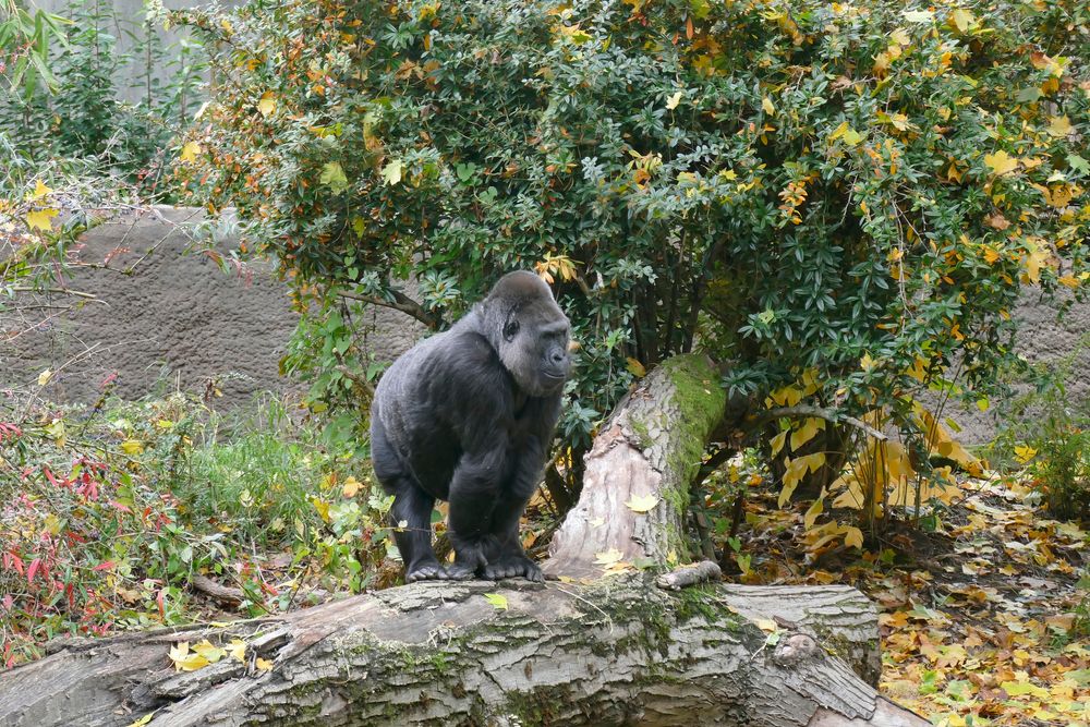 Gorilla at Woodland Park Zoo