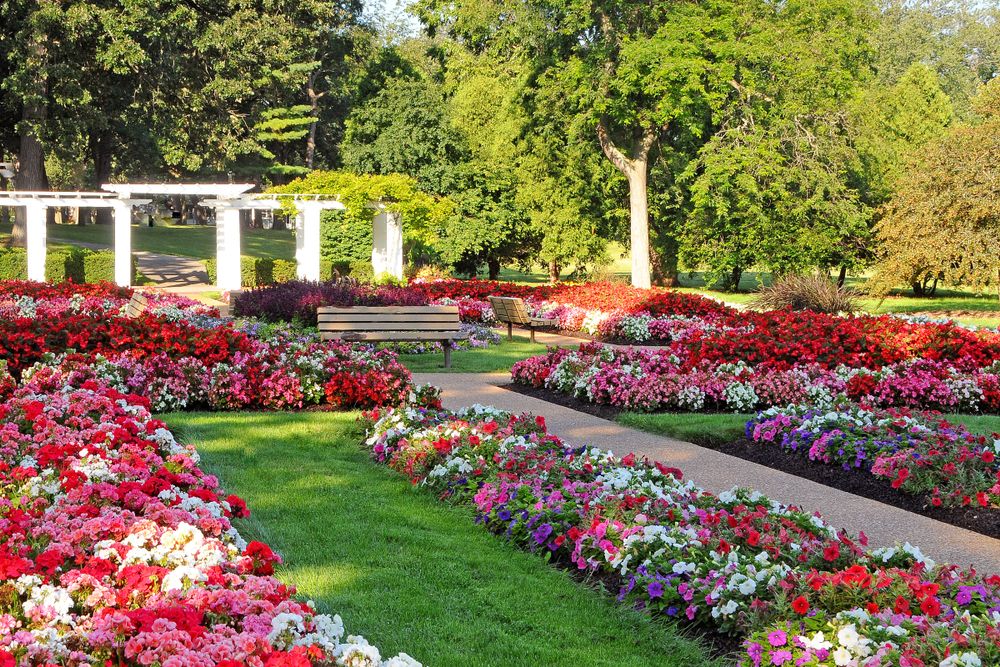 Colorful flowers at Lincoln Park