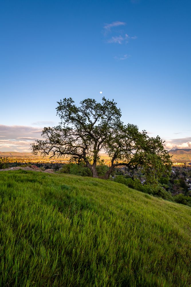 A tree at Dinosaur Hill Park