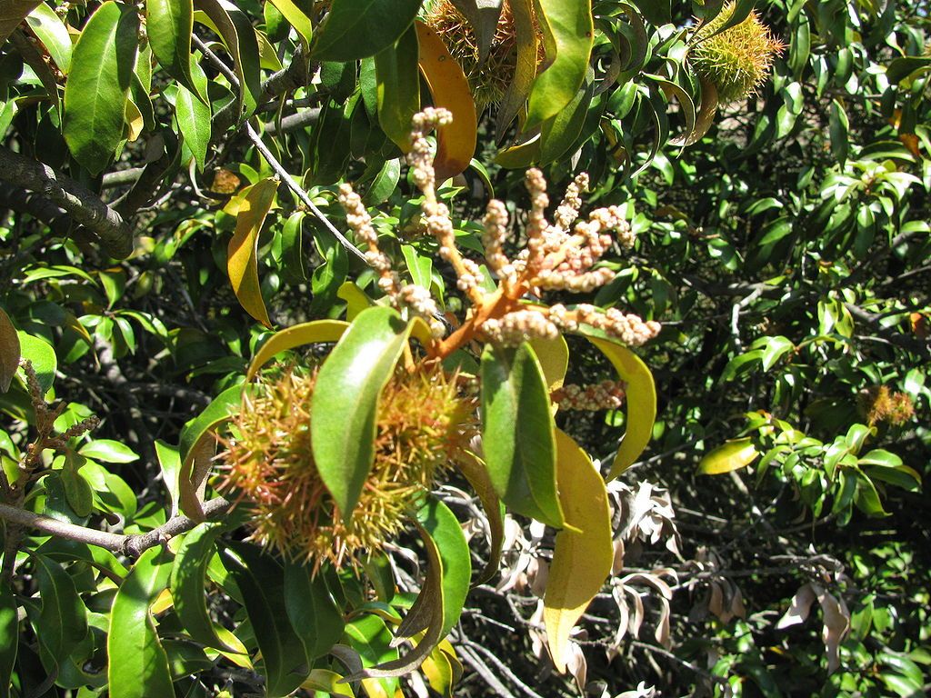 A type of plant at Huckleberry Botanic Regional Preserve