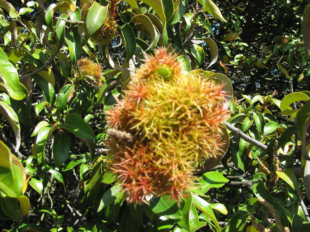 A type of plant at Huckleberry Botanic Regional Preserve