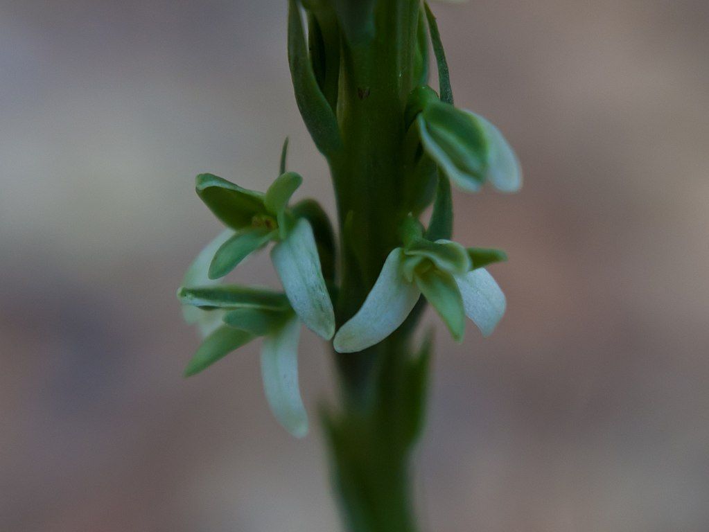 Rein orchid in Huckleberry Botanic Regional Preserve