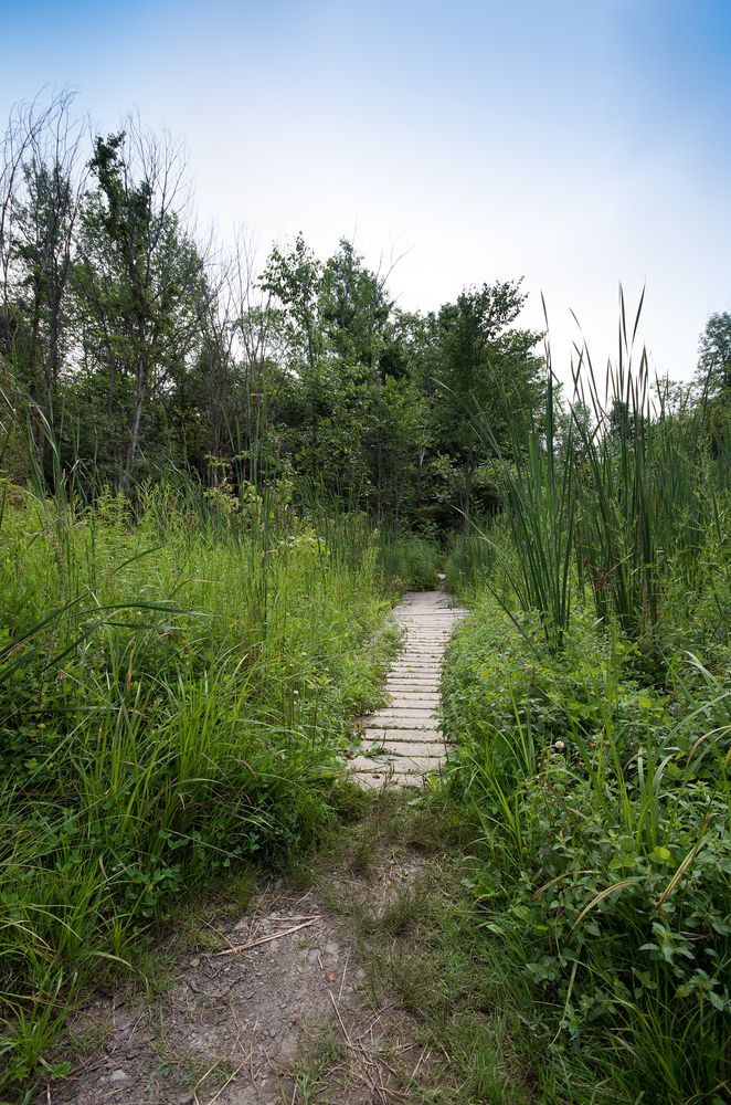 A trail at Point Au Roche State Park