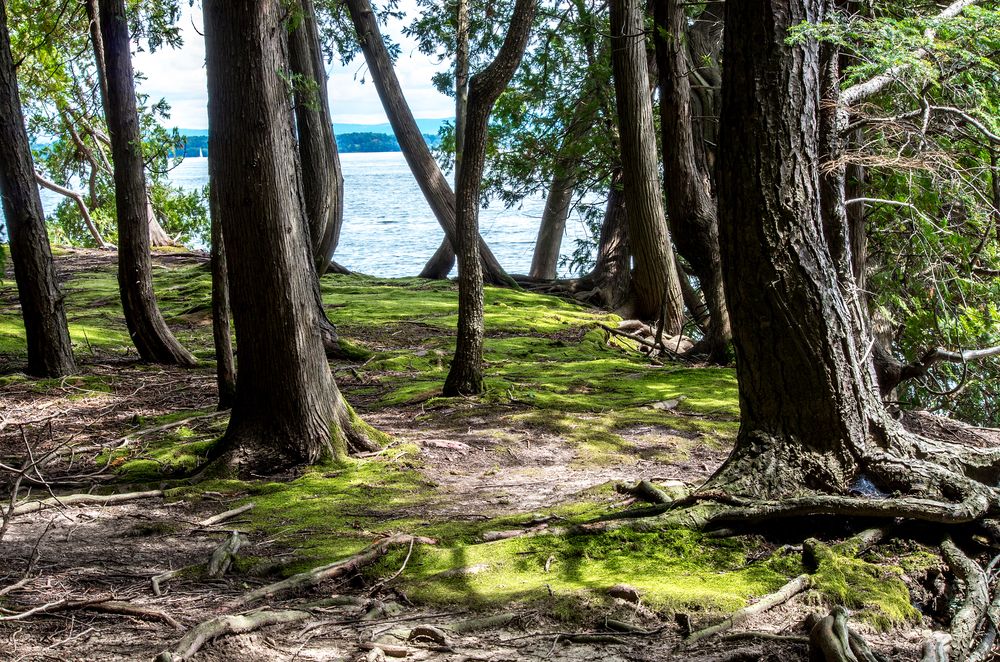 Tree roots at Point Au Roche State Park