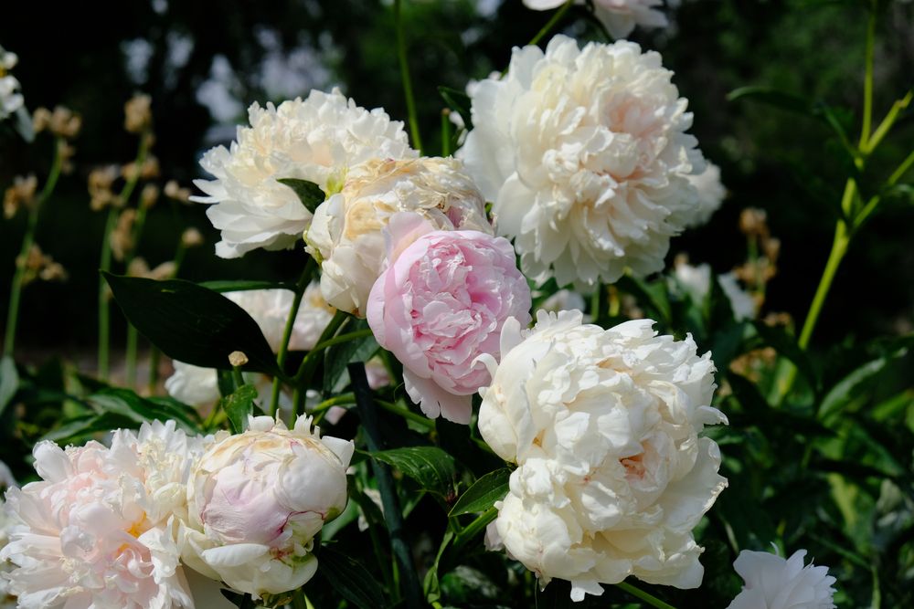 Flowers at Kendrick Lake Park