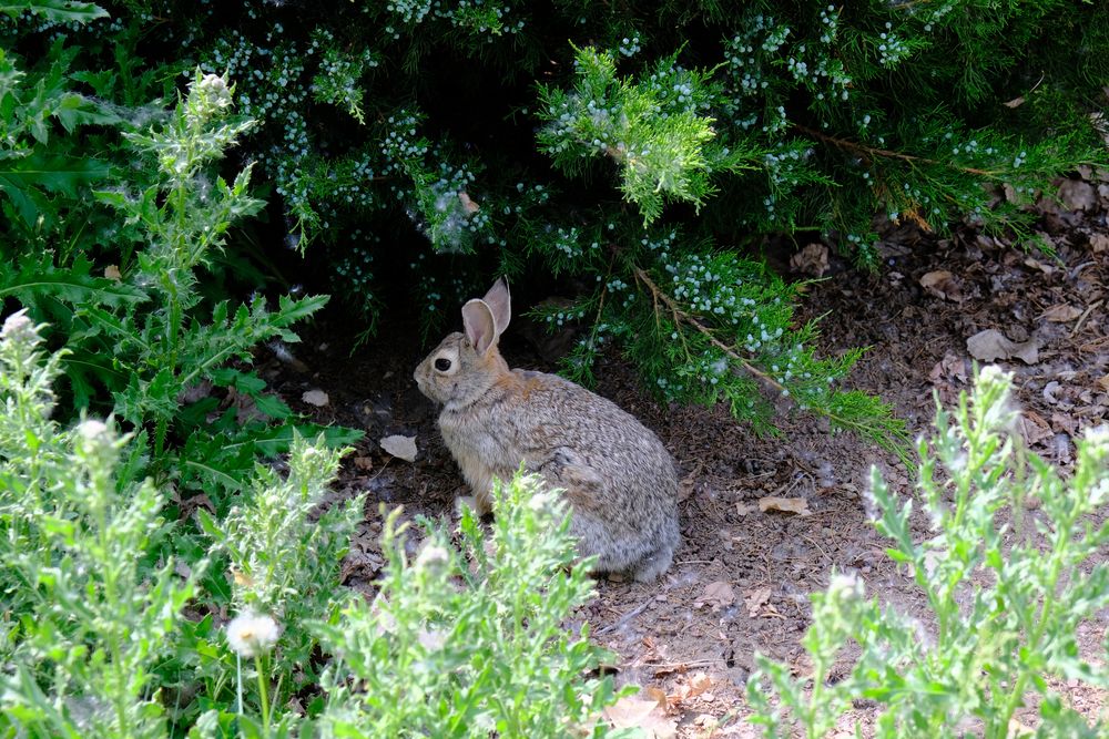 A rabbit at Kendrick Lake Park