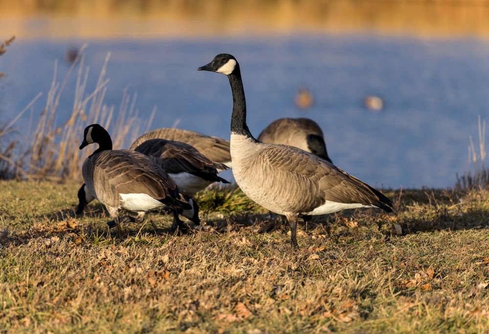 Geese at Bear Creek Greenbelt Park