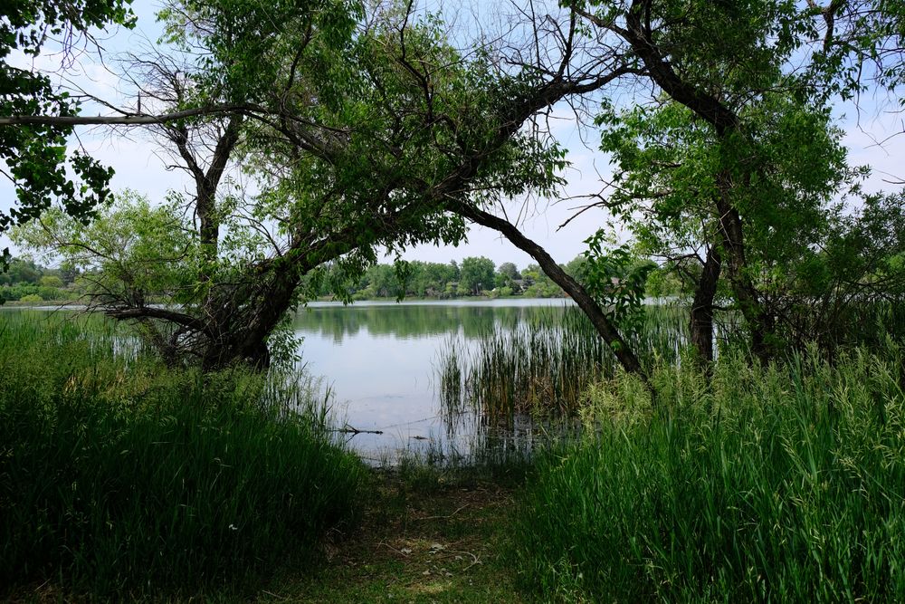 Trees near the Kendrick Lake