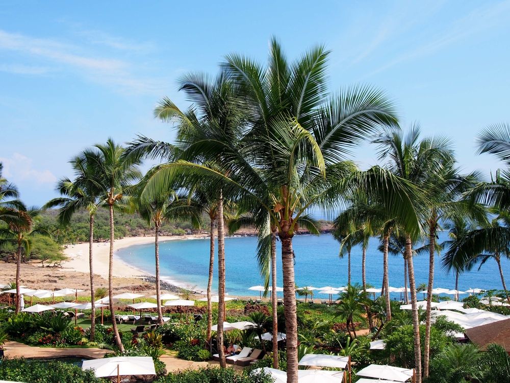 Palm trees on Hulopoe Beach