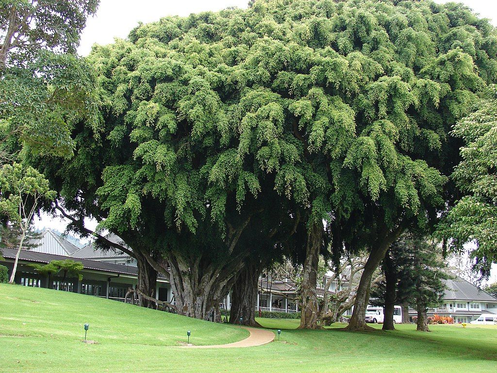 Lush trees at Koele