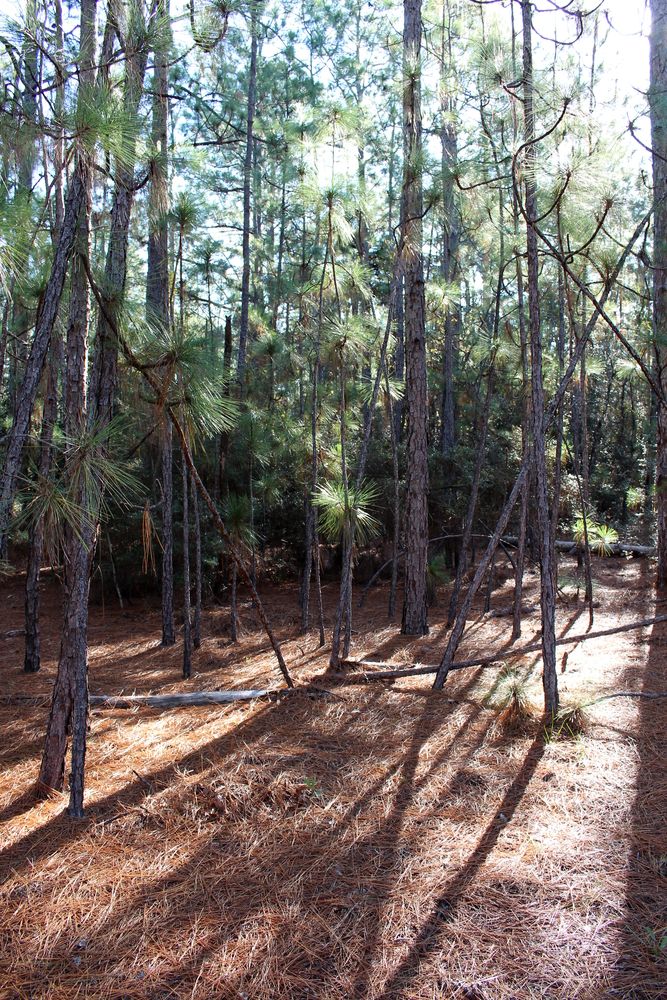 The grounds of Big Thicket National Preserve