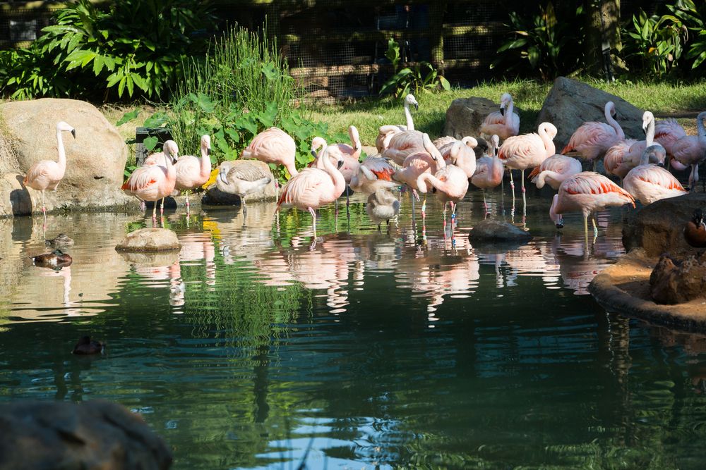 Flamingos at Houston Zoo
