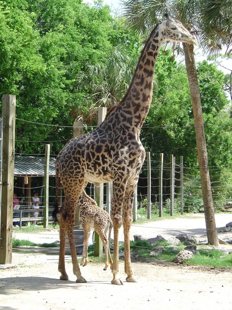 Giraffe at Houston Zoo