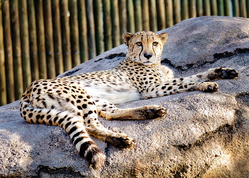 Cheetah at Houston Zoo