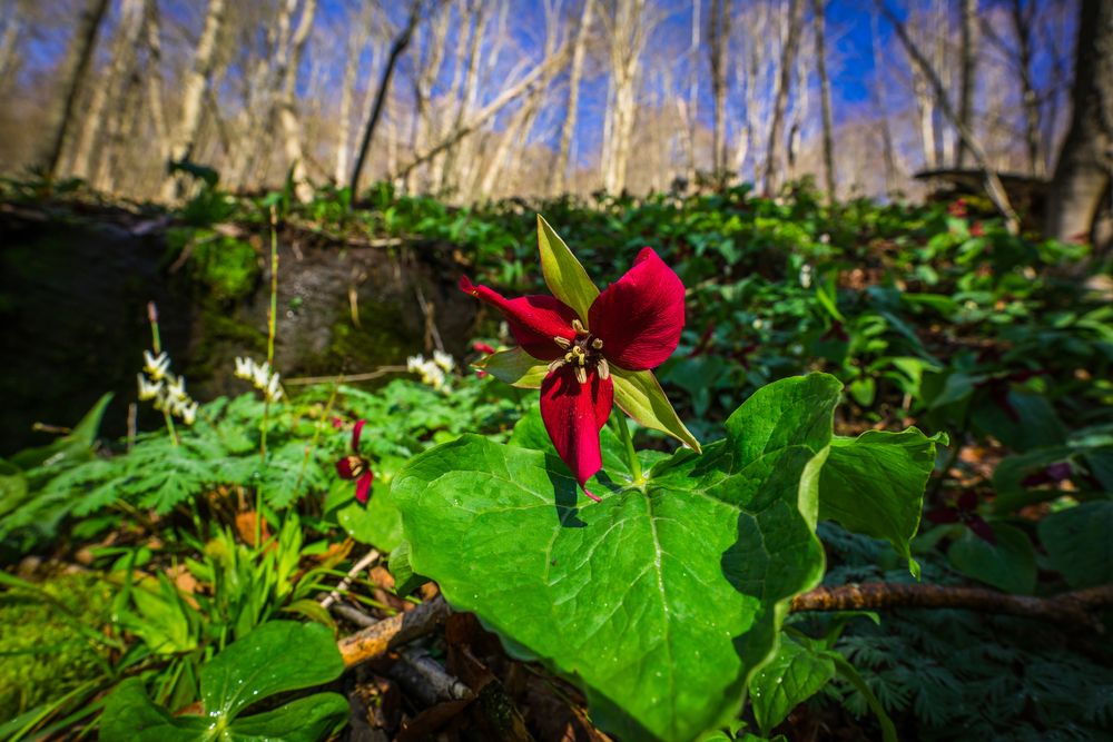 Wildflowers along Loyalsock State Forest