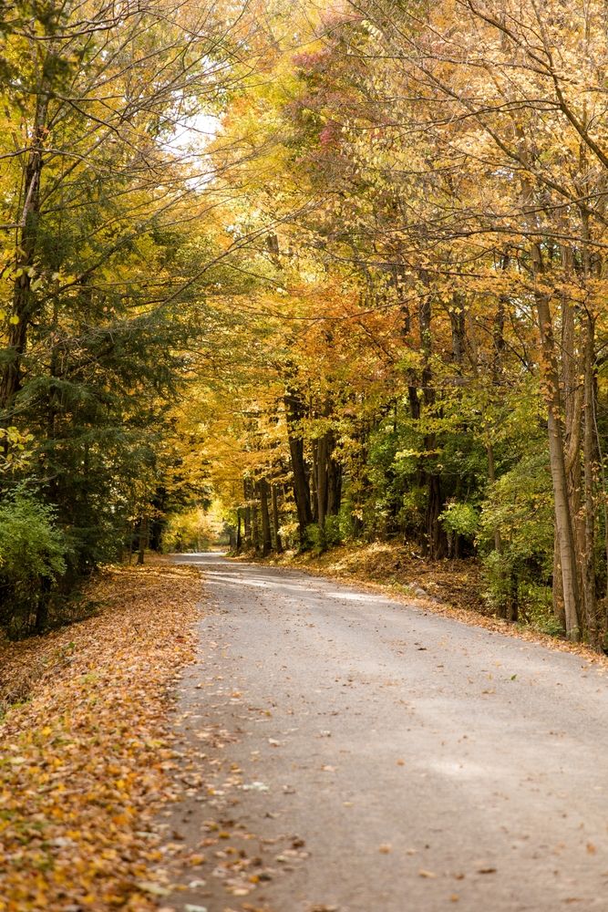 Trail lined with trees at McConnells Mill State Park