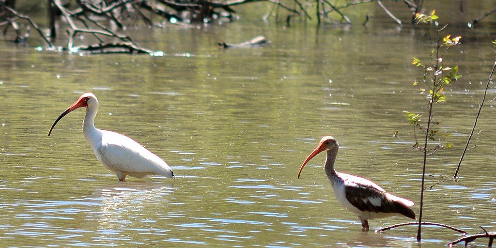 Birds at Trinity River National Wildlife Refuge