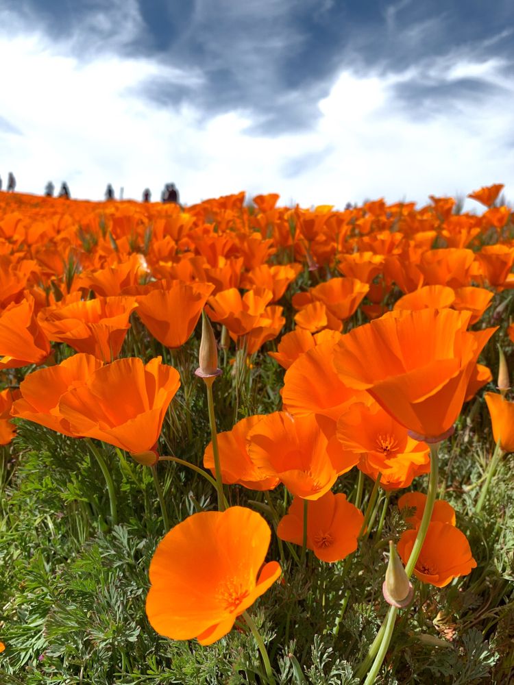 Closeup of poppy blossoms at Antelope Valley California Poppy Reserve