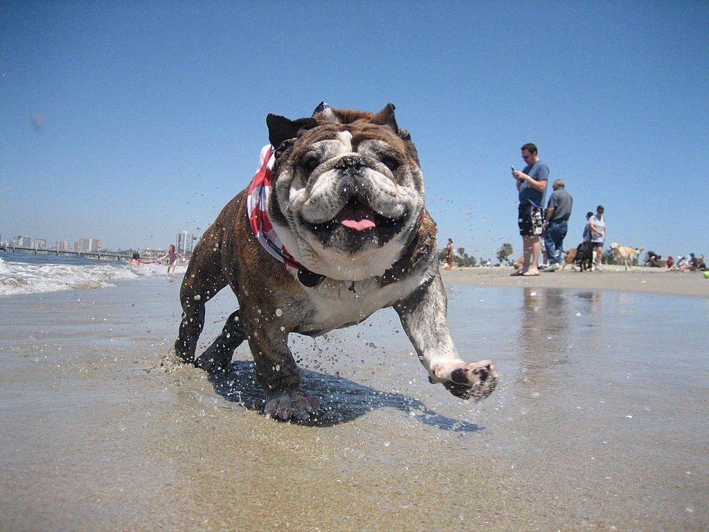 A happy bulldog at Rosie's Dog Beach