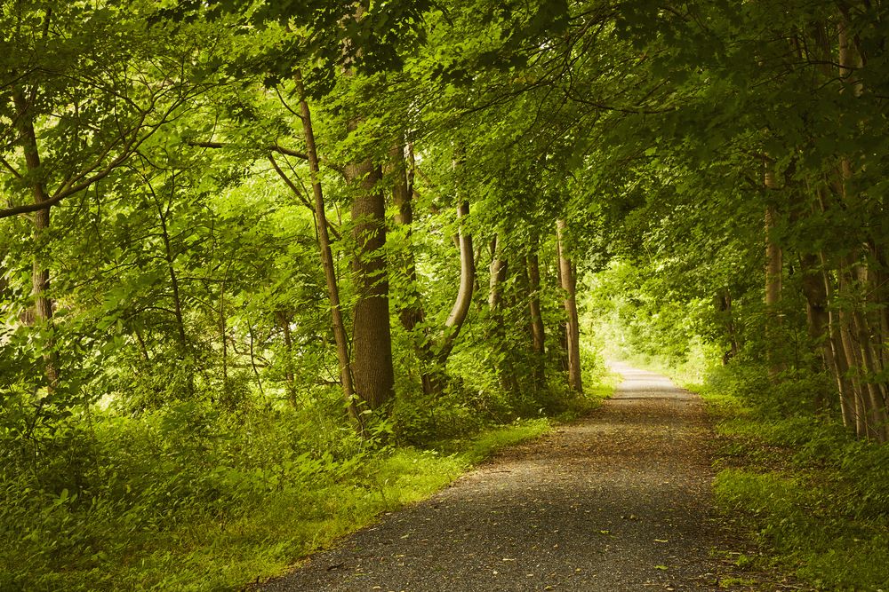 Trail lined with trees at Swatara State Park