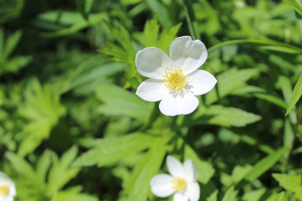 Close view of a flower at Middlefork Savanna Forest Preserve