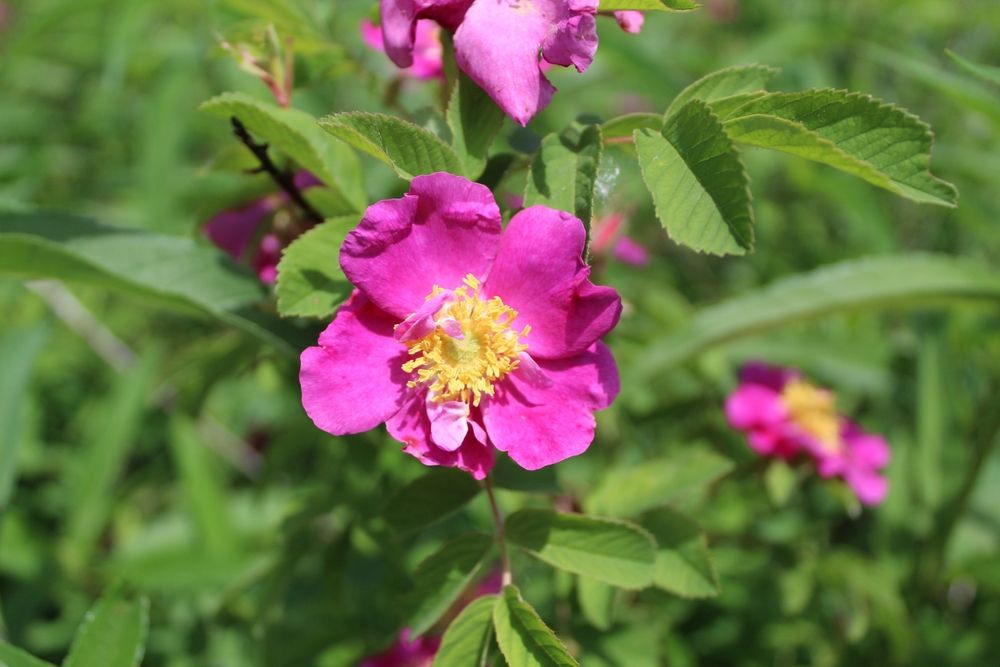 Vibrant flowers at Middlefork Savanna Forest Preserve