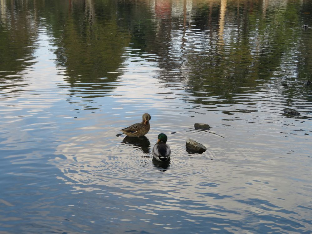 Ducks at Laguna Lake Park