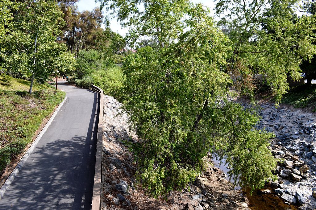Paved pathway of Oso Creek Trail