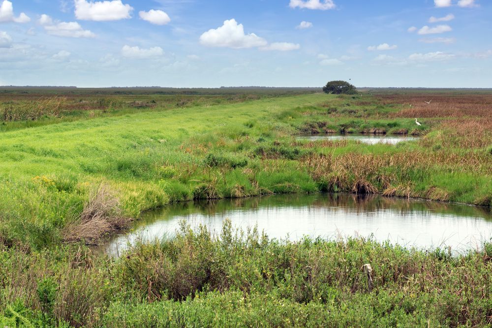 Wetlands of Brazoria National Wildlife Refuge