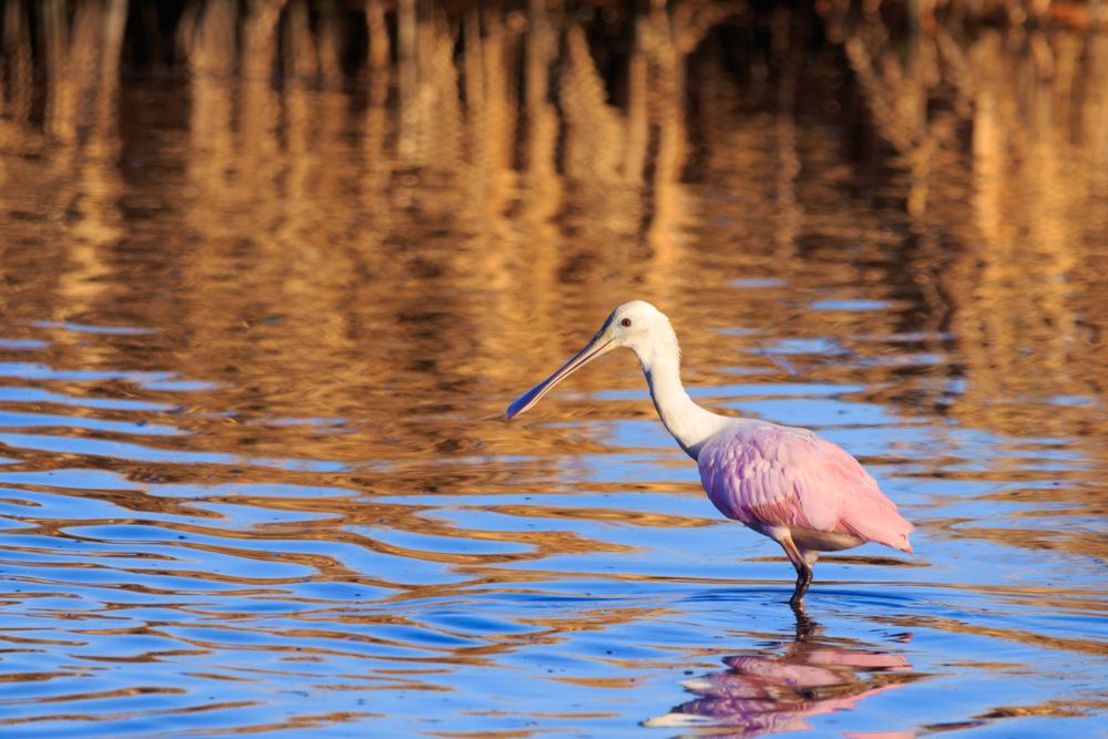 Roseate spoonbill at Brazoria National Wildlife Refuge