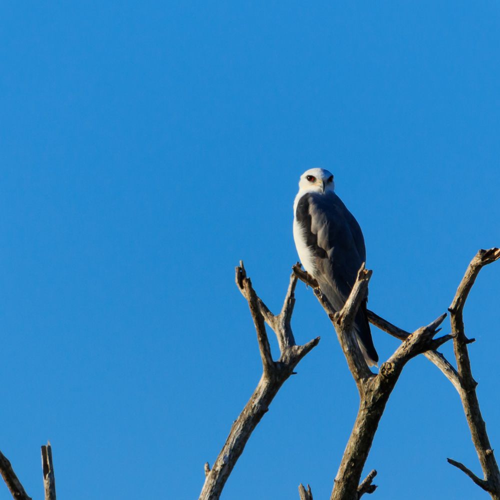 Mississippi kite bird on a tree at Brazoria National Wildlife Refuge