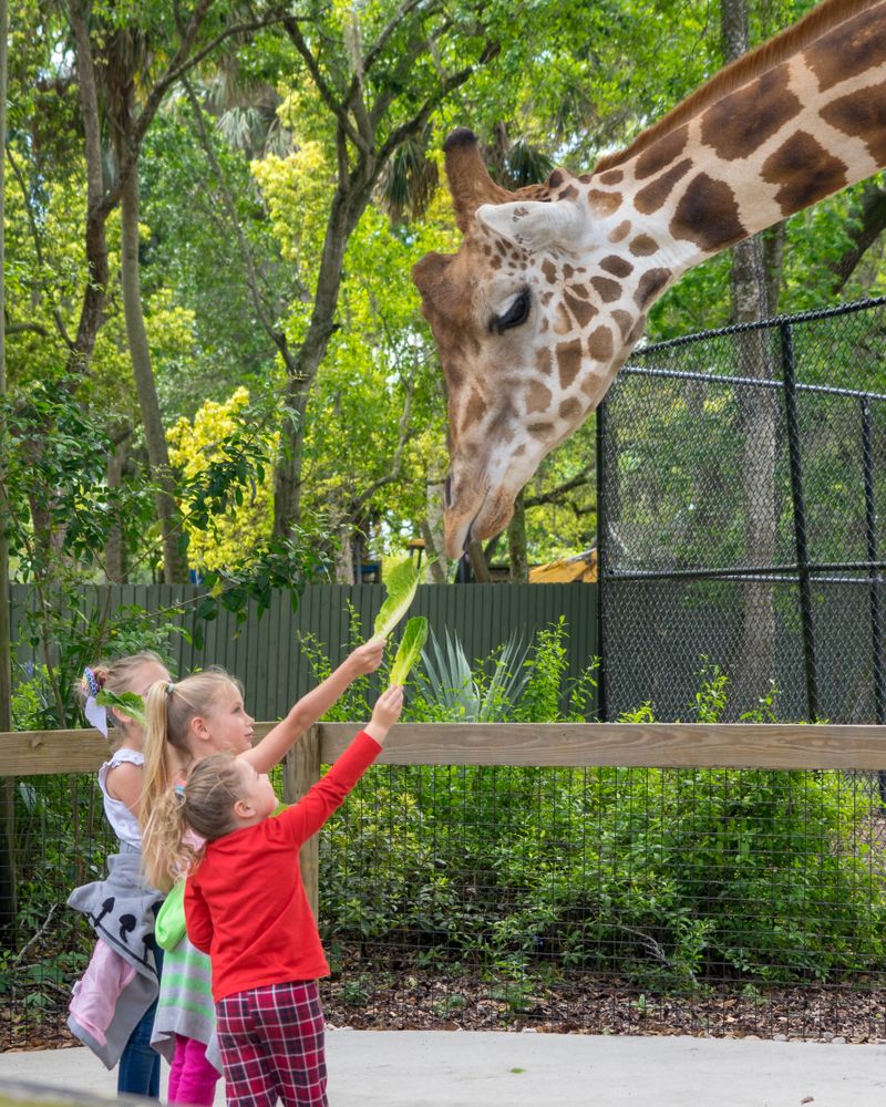 Children feeding Central Florida Zoo's giraffe