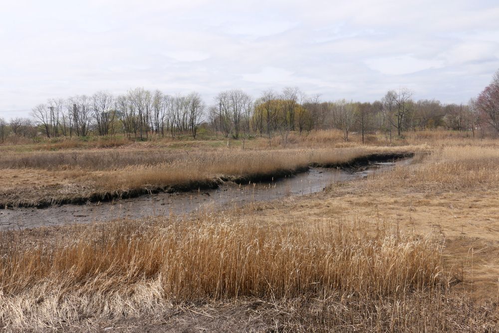 Marsh at Hawk Rise Sanctuary