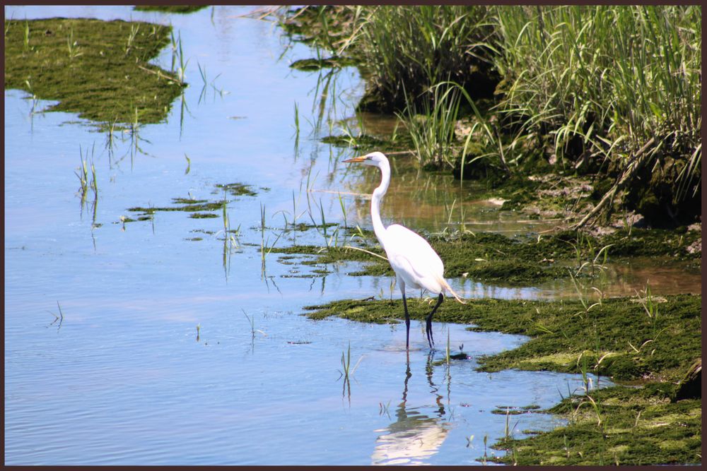 An egret at Hawk Rise Sanctuary