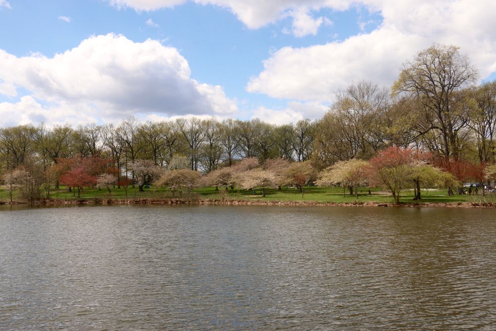 Lake at Warinanco Park