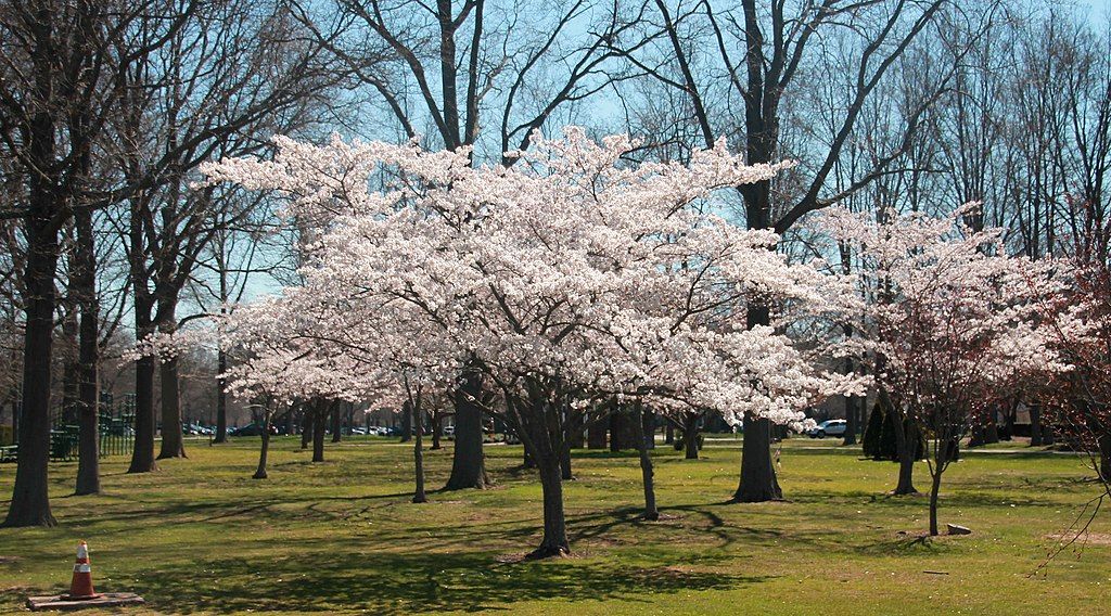 The grounds of Eisenhower Park