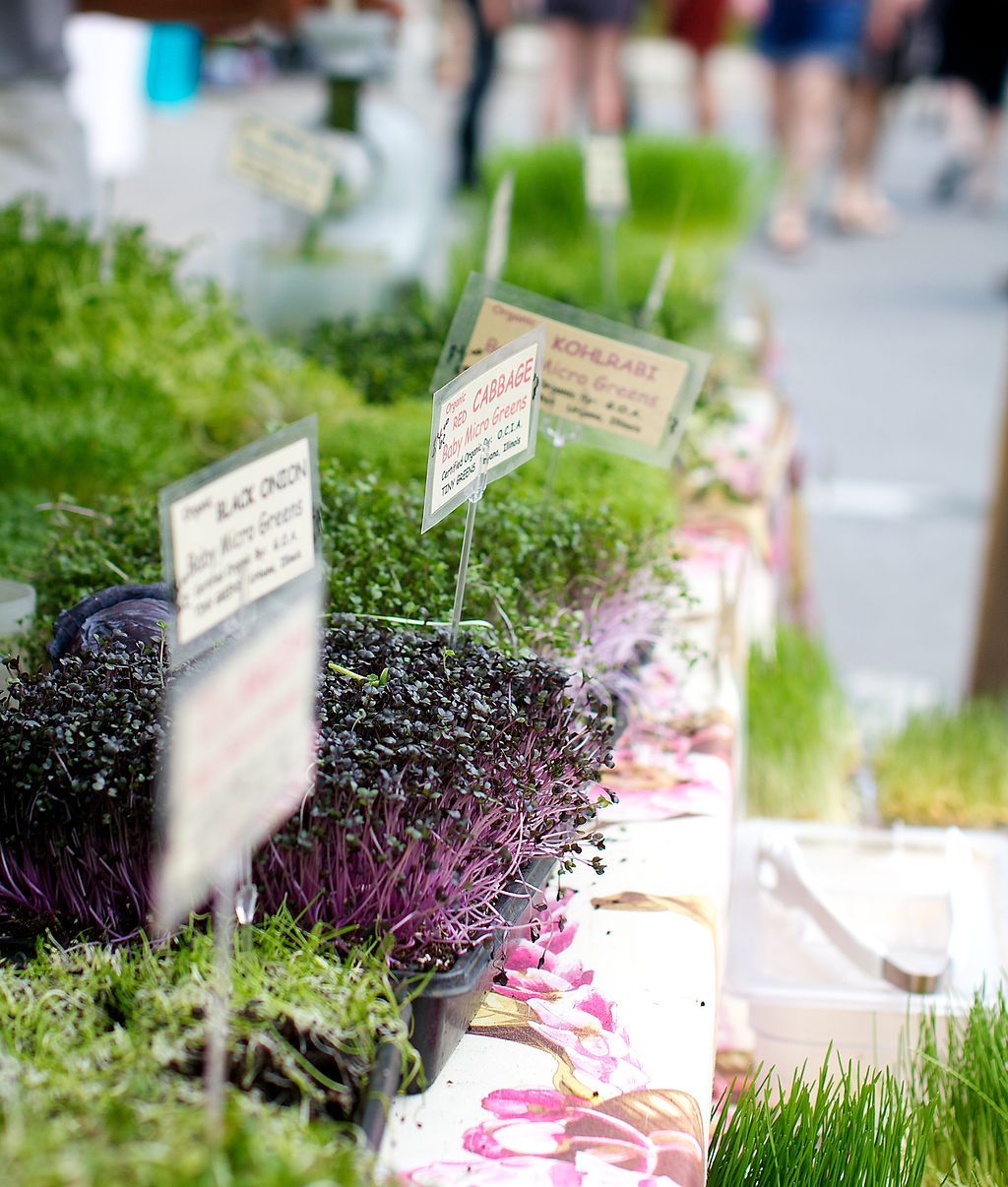 Fresh produce at Logan Square Farmer’s Market.