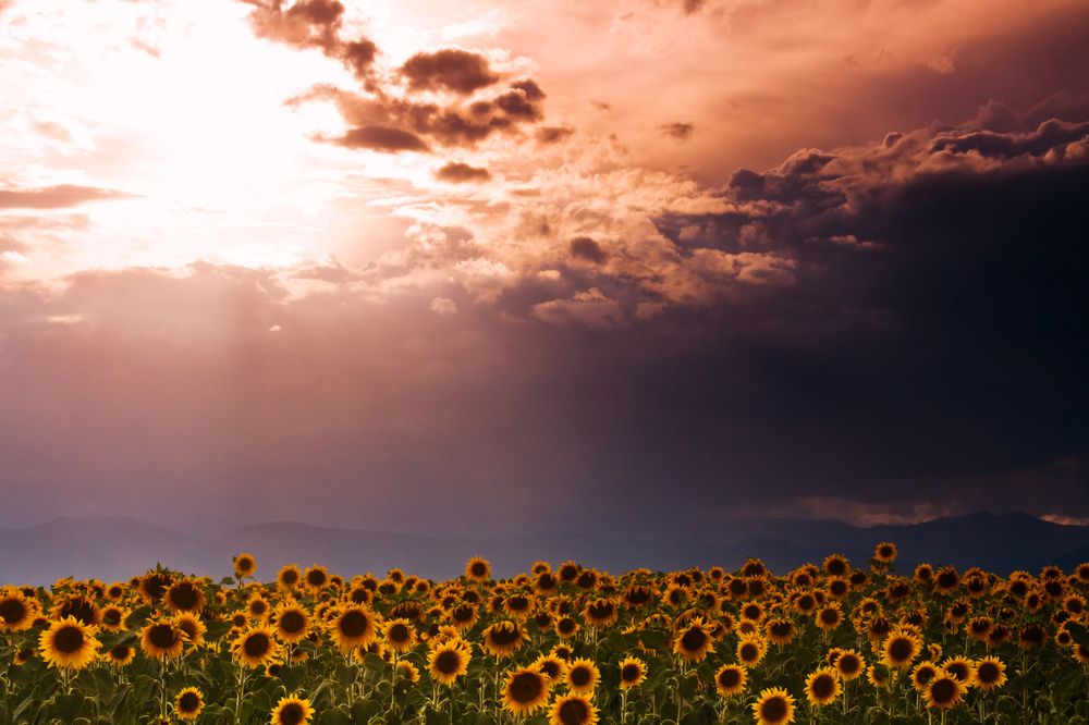 Scenic view of Sunflower Farm