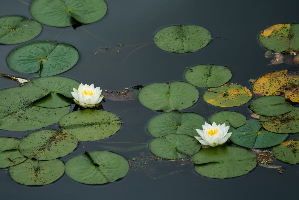 Lotus flowers and lily pads on Lake Sacajawea Park