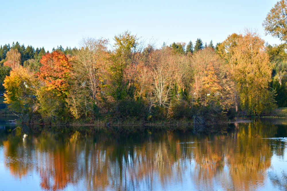 Autumn trees reflecting on the calm Lake Sacajawea Park