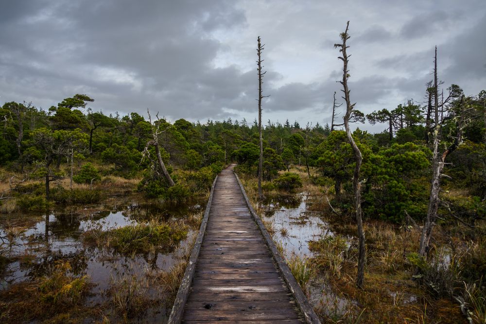 View of Nature at the Pacific Rim National Park Reserve