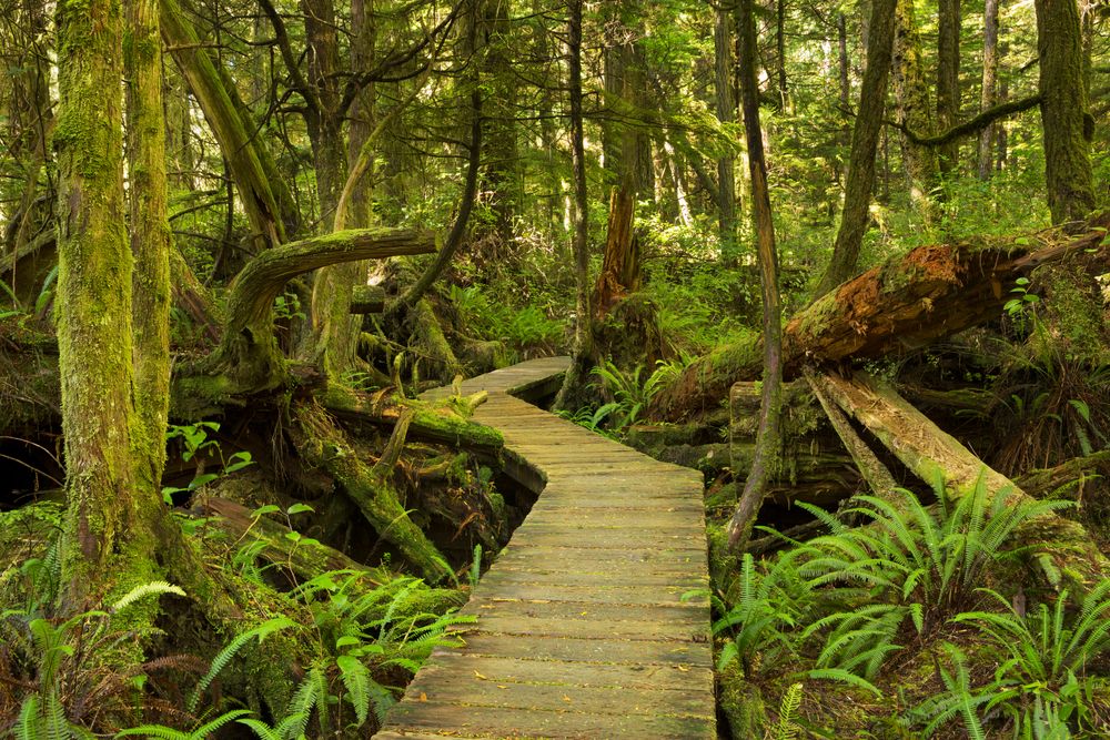 View of Nature at the Pacific Rim National Park Reserve