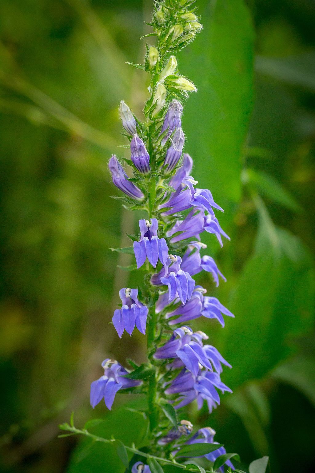 Flowers at Dudley Woods Metro Park