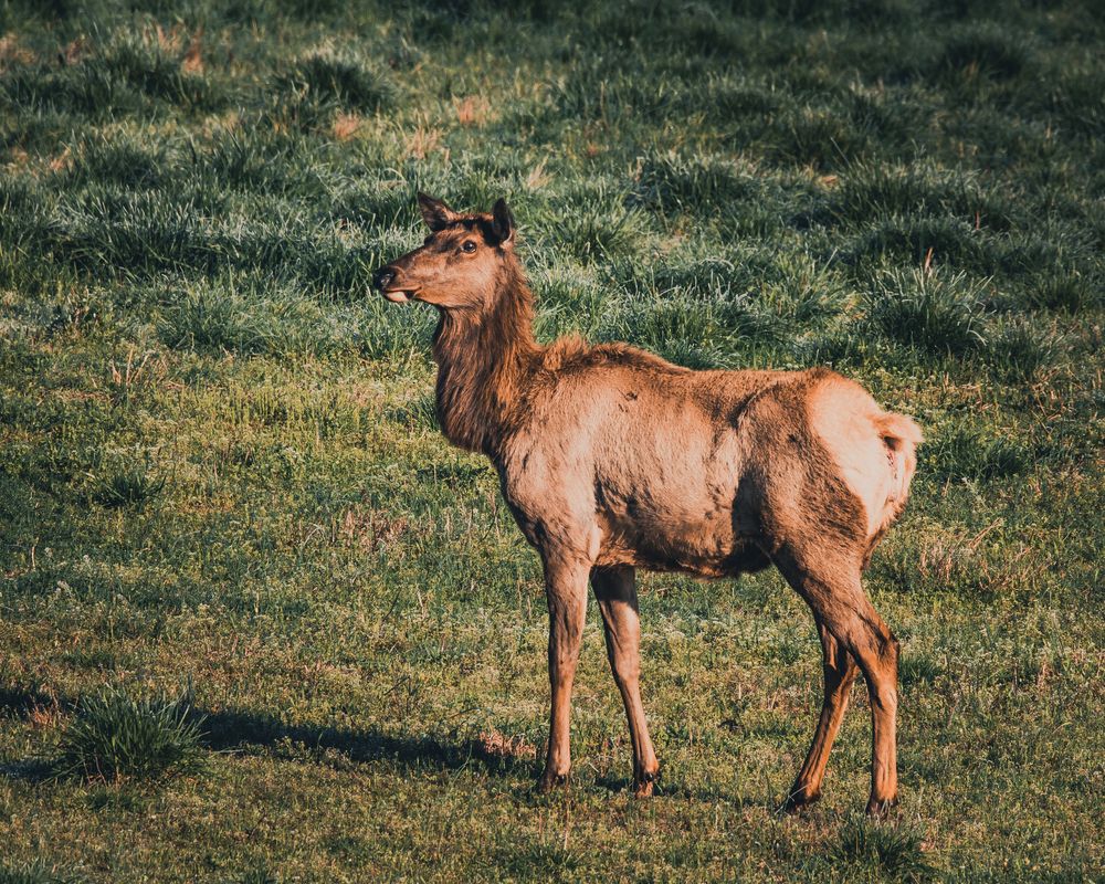 Elk at Hatfield Knob Elk Viewing Tower