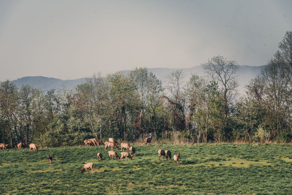 Scenic view from Hatfield Knob Elk Viewing Tower